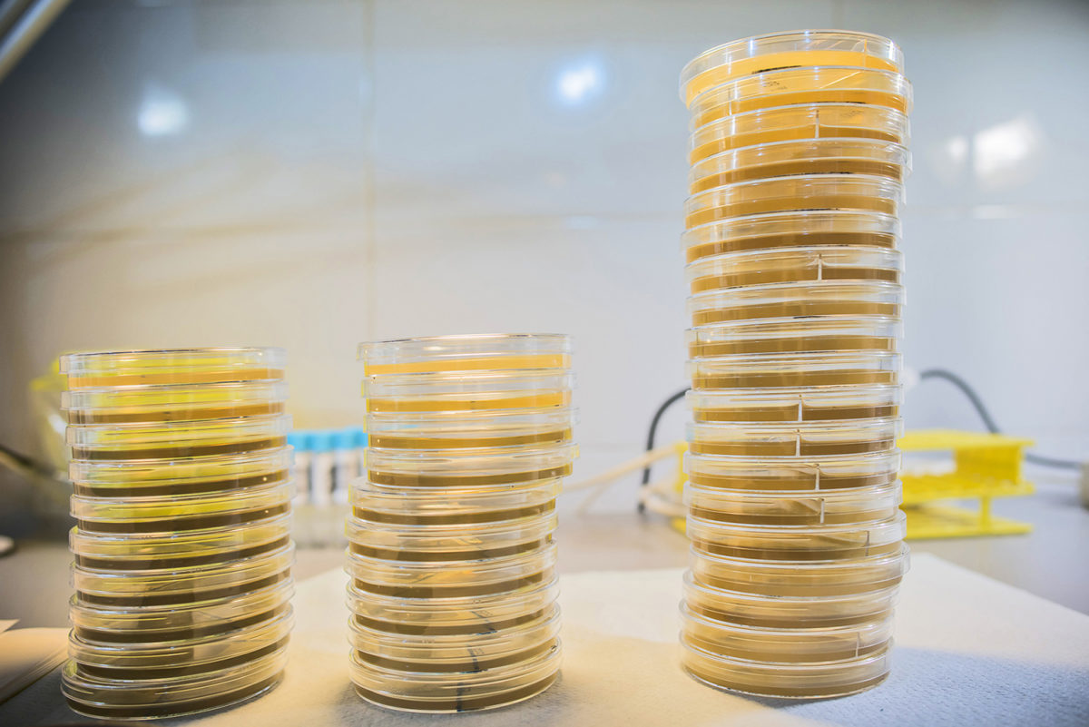 Preclinical studies of the new oral Traveler’s diarrhea vaccine shows that it is safe and immunogenic